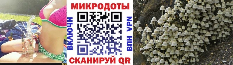 KRAKEN зеркало  Камызяк  Галлюциногенные грибы Psilocybine cubensis 